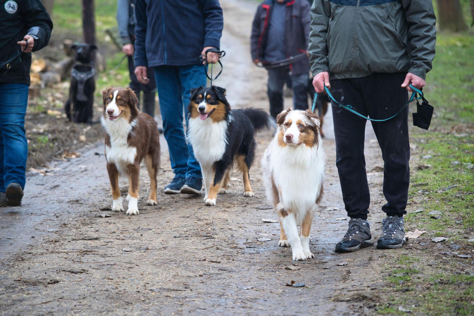 Séance d'éducation canine sur le terrain du club