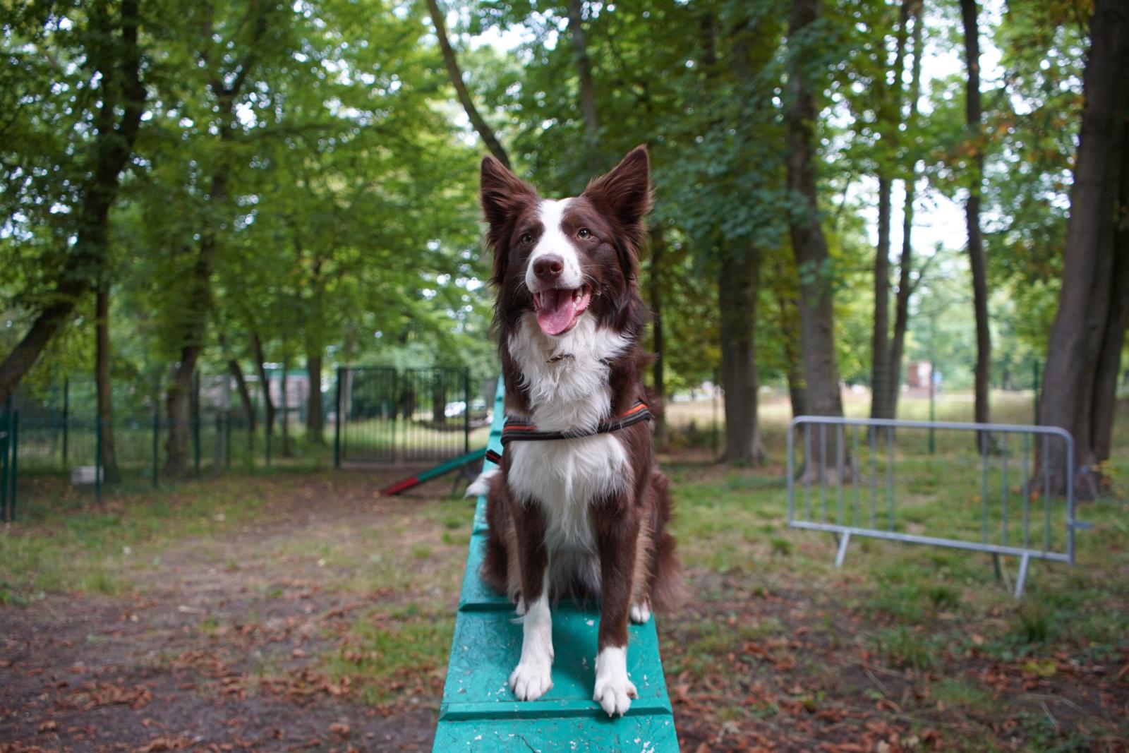 Travail d'obéissance avec un chien