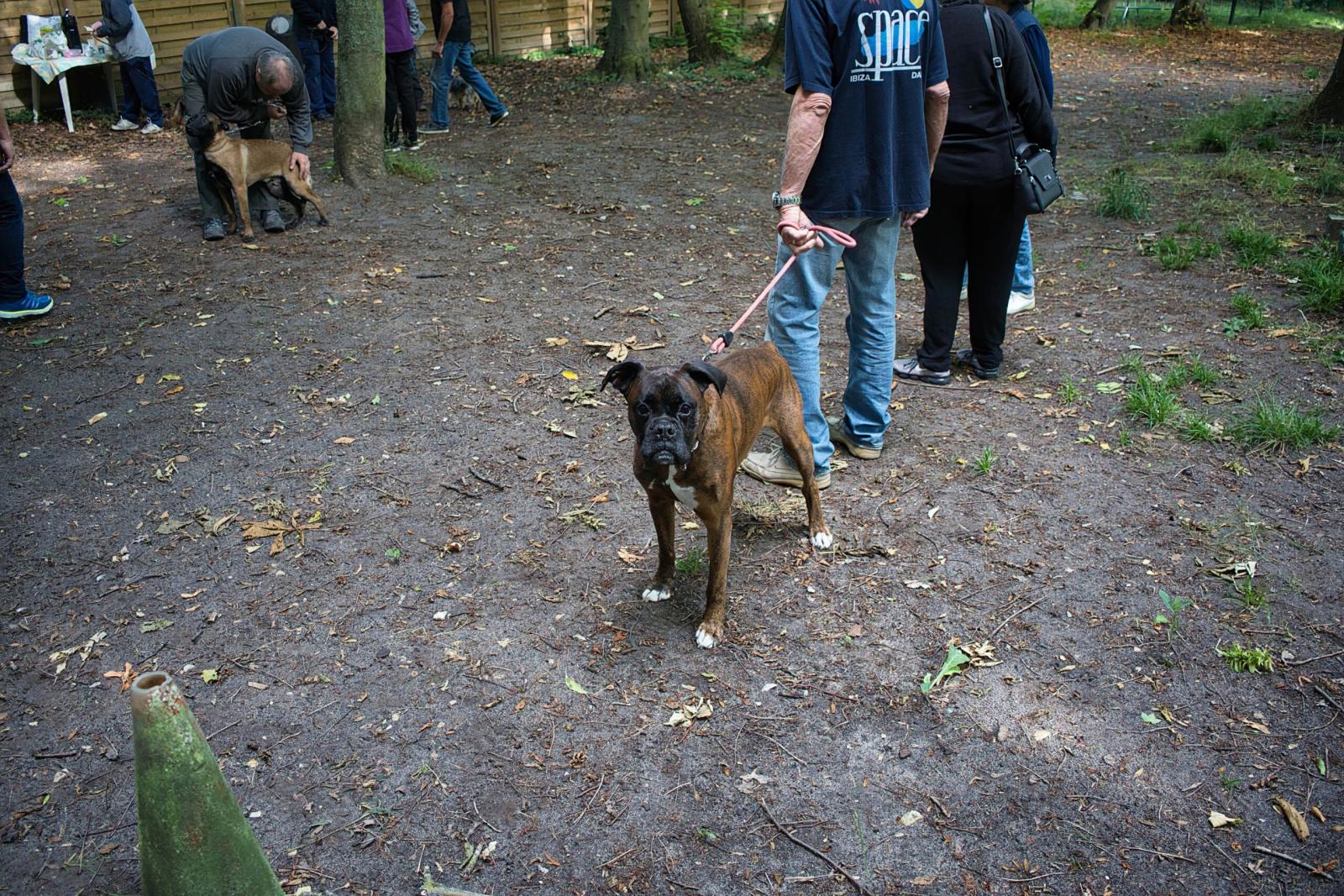 Parcours d'agility un matin de week-end
