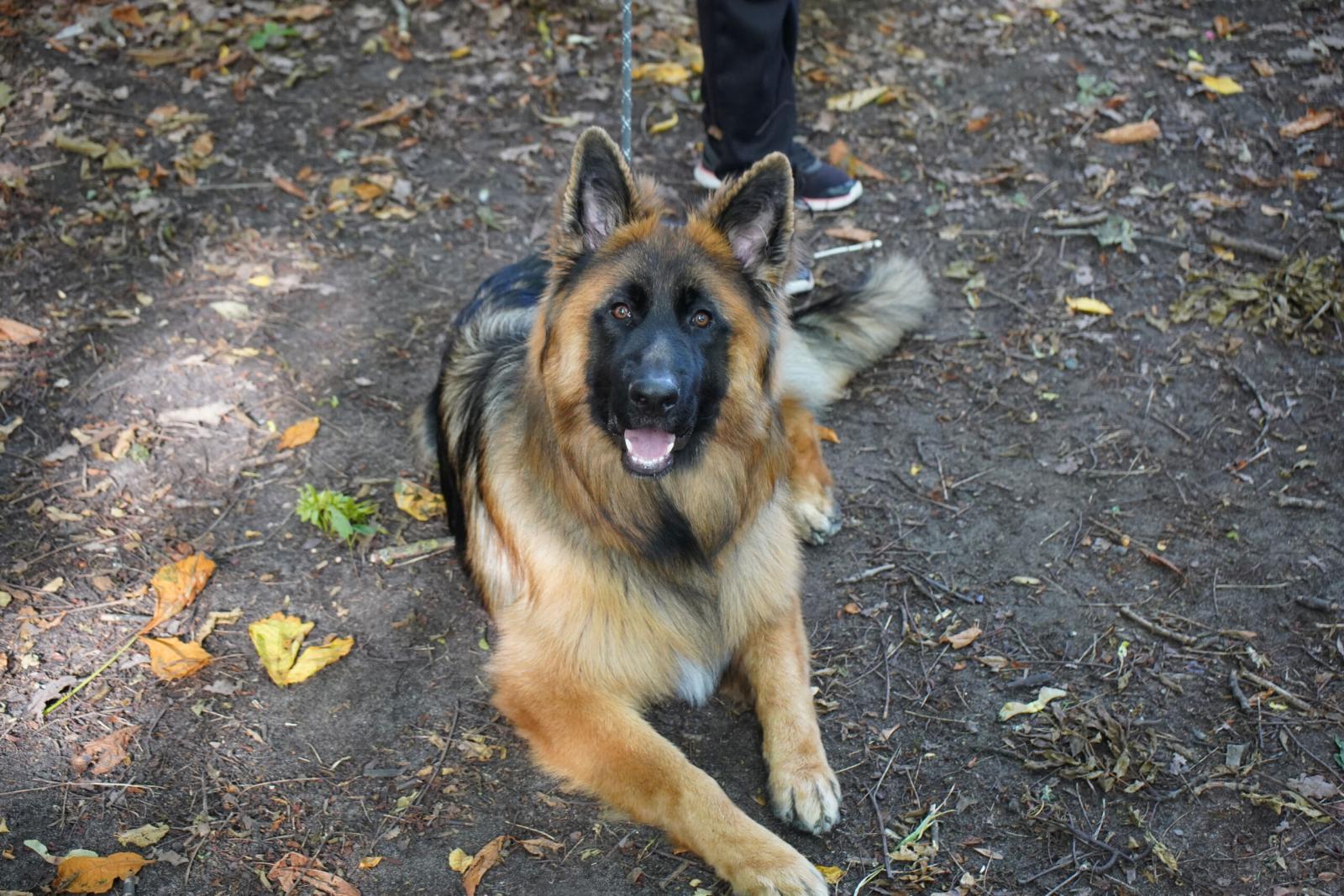 Activité du club canin en plein air